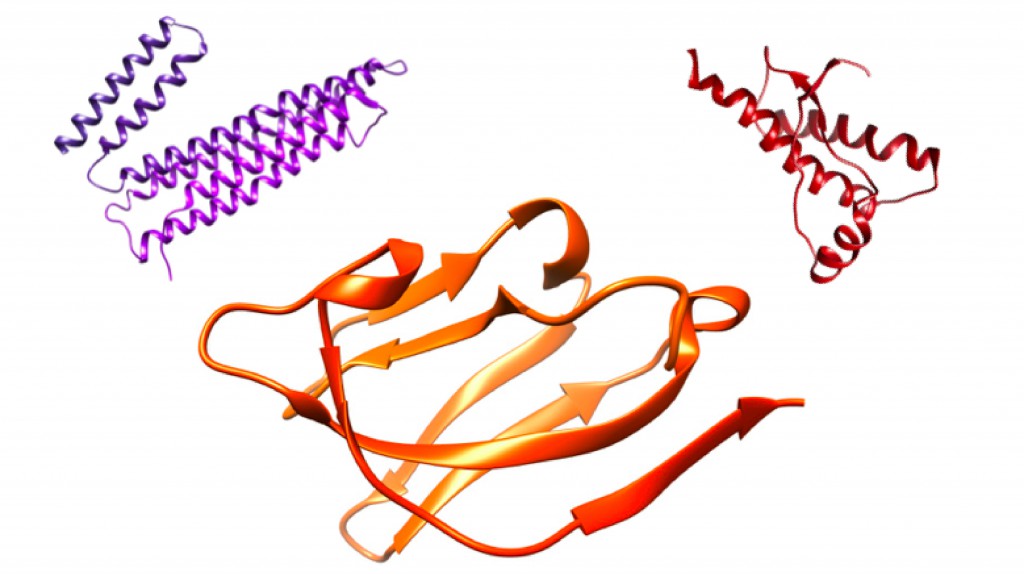 Image of Proteins in Blood