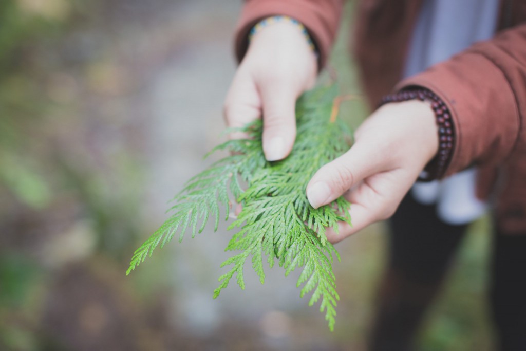 Image of Cedar Bough